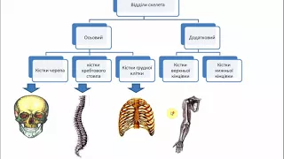 Анатомія скелета тулуба.