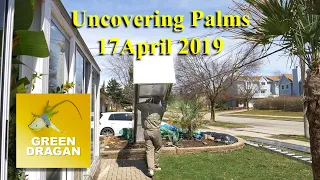 Uncovering Palms 17April2019 4K UHD
