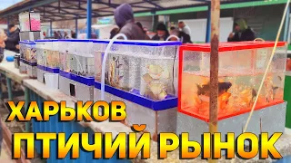 Харьков  Птичий Рынок во время военного положения! Ассортимент и цены на рыбок!