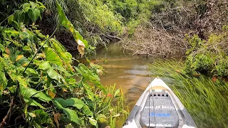 RIOZINHO MAIS FANTÁSTICO DO MUNDO, ESCONDIDO NO MEIO DA MATA, CRIVADO DE PEIXES E BICHOS! Pescaria.