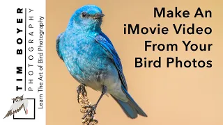 Make An iMovie Video From Your Bird Photos