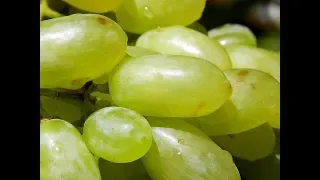 Виноград Шаумяни. Сезон 2017 (Grapes Shaumiani. Season 2017)