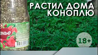 Растил дома коноплю