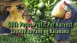 500k Pesos Profit Per Harvest Sa 1,100 na Puno ng Kalamansi