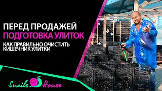 Подготовка улиток перед экспортом/ продажей/ очистка кишечника улитки/ ферма улиток