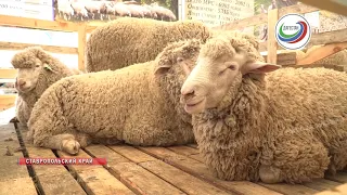 Дагестанские животноводы принимают участие во всероссийской выставке племенных овец и коз