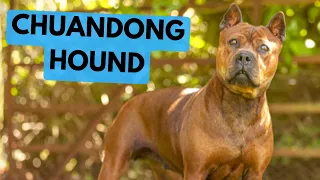 Chuandong Hound - TOP 10 Interesting Facts