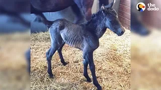 LIVE: Newborn Foal and Mother Horse Update | The Dodo