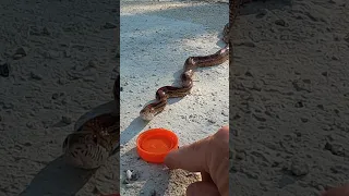 Thirsty SNAKE Drinks Water and Bites