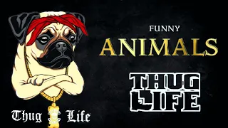 Animals Thug Life | Funny Animals Videos | Viral Memes