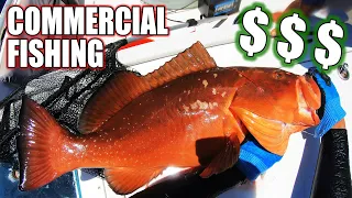 Commercial Fishing Trip - Snapper, Kingfish, and Grouper