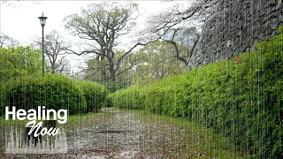 Soothing spring rain sounds in the peaceful park - 10 hours white noise for  relaxation, fast sleep