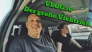 Farm-Vlog #16 Der große Viehtrieb, jetzt wird aufgerückt