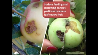 Apple IPM Workshop: Part 5 Direct Insect Pests (Summer)