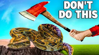 Doing This Could Kill Your Snake!