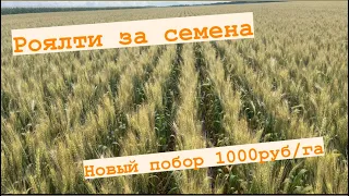Роялти за семена со всех до 1000 руб/га