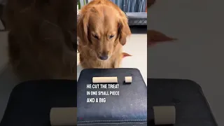 This dog gave the bigger treat to his friend and took the small one 👏❤️