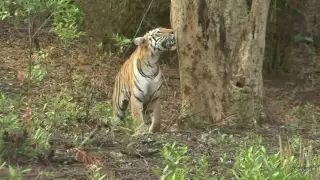 Tadoba Andhari Tiger Reserve ....MONSOON MAGIC.....