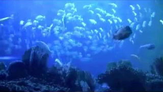 6 HOUR Peaceful Aquarium - Ocean Voyager I screensaver video (HD video)