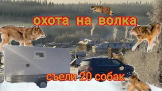 охота на волка ( съели 20 собак)