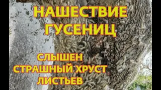 Страшное нашествие гусениц.  Стоит хруст листьев.