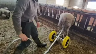 Chariot d'insemination pour brebis et chevres