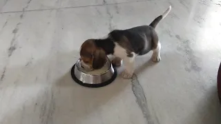 Hungry Beagle Puppy Looking For Food