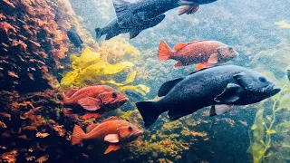 Tokyo Sea Life Park Aquarium  葛西臨海水族館