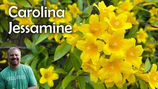 Carolina Jessamine - Gelsemium sempervirens