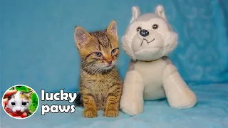 Sick Orphan Kitten Thinks The Toy is its Mommy and Stops Crying | Lucky Paws