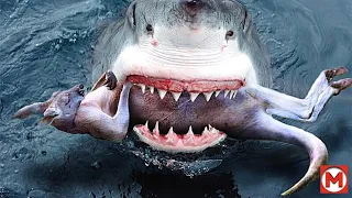 Акула в Деле! Битвы Животных Снятые на Камеру