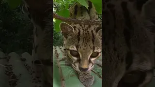 Tiger Cat vs. Margay 🐈
