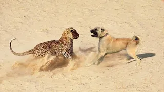 MALING ASO ANG KINALABAN NG MGA LEOPARD NA ITO |  10 Leopard Messed With The Wrong dog