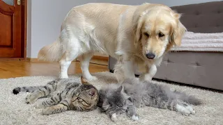 What Does a Golden Retriever do when He Finds His Cat Sammy Sleeping with Another Cat