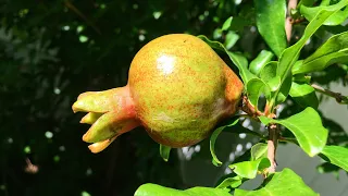 Orchard Walk | Persimmons, Pomegranates, Citrus, Jujubes