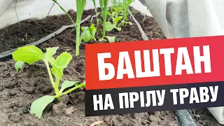 Висаджую дині та кавуни у ґрунт (город) із розсади на прілу траву