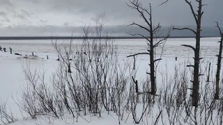 Северодвинск Ягры 2019 Дюны исчезают!!!