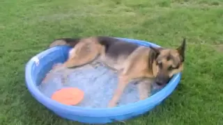 My German Shepherd Playing in His Pool