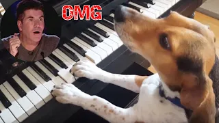 Best of Amazing Animal Auditions On Got Talent World Wide