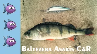 Pike and More: Baltezera Asaris C&R [HD]