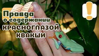 Красноглазая квакша: содержание и уход