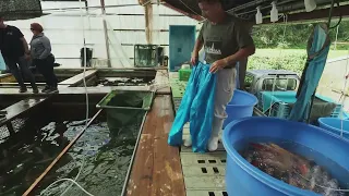 ikarashi koi farm