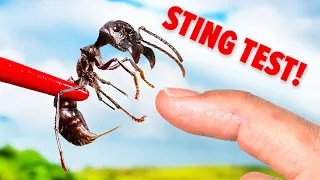 Bullet Ant Sting Truth Revealed!