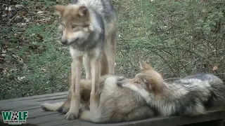 For Wolves, the Best Pillows are Warm and Fuzzy