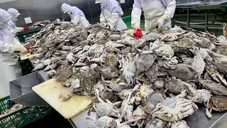 Amazing crab mass production process. The largest crab factory in Korea