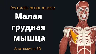 Малая грудная мышца. Pectoralis Minor Muscle. Краткий анатомический 3D обзор.