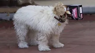 🔴 Funny Cats and Dogs Videos Compilation Cute Moment of The Animals 71