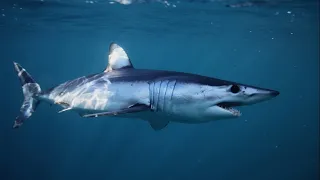 Shark jumps onto boat during fishing excursion