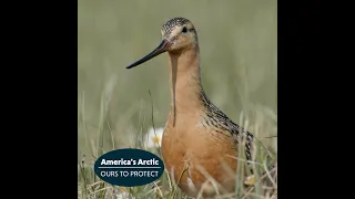 Bar-tailed Godwit Migration to America's Arctic