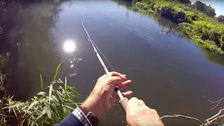 PERCH FISHING - Canal & River | DROPSHOT & LURES